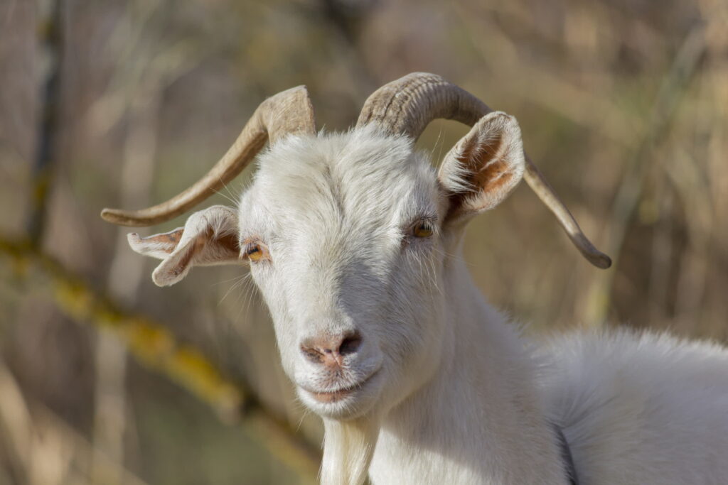 Microsoft researcher creates a functional neural network in Age of Empires II utilizing goats. Microsoft researcher creates a functional neural network in Age of Empires II utilizing goats.