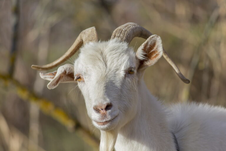 Microsoft researcher creates a functional neural network in Age of Empires II utilizing goats.