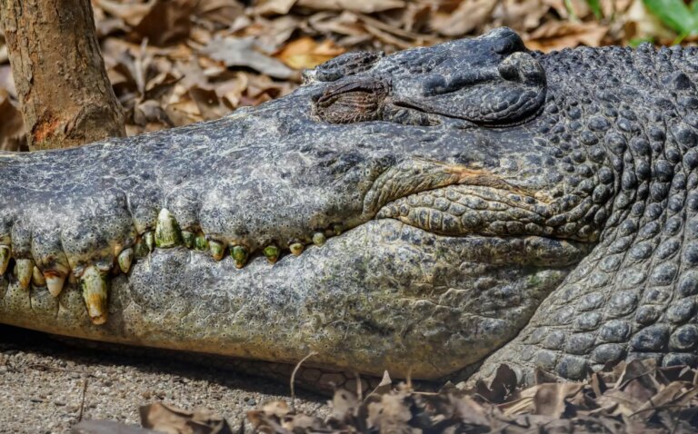 AI-generated crocodile image in reservoir sparks search, putting Singaporean man at risk of 10-year prison sentence
